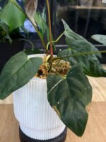 Anthurium X One x Portillae #1 - obrazek 5