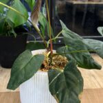 Anthurium X One x Portillae, unikatowa autorska hybryda z naszego matecznika o dużych, aksamitnych liściach i wyraźnym unerwieniu, luksusowa roślina kolekcjonerska, Variegarden.