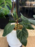 Anthurium X One x Portillae, unikatowa autorska hybryda z naszego matecznika o dużych, aksamitnych liściach i wyraźnym unerwieniu, luksusowa roślina kolekcjonerska, Variegarden.
