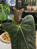 Anthurium X One x Portillae #1 - obrazek 3