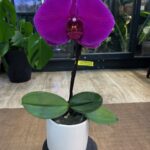 Phalaenopsis Singolo
