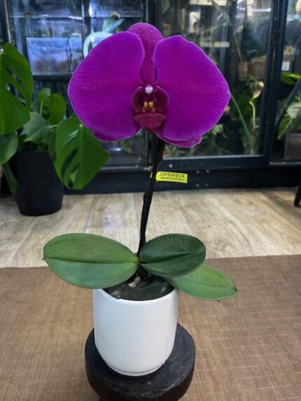 Phalaenopsis Singolo