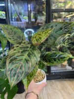 Aglaonema Red Army #1 - obrazek 2