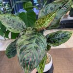 Aglaonema Red Army