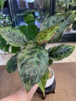 Aglaonema Red Army