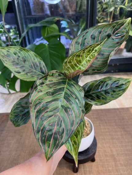 Aglaonema Red Army
