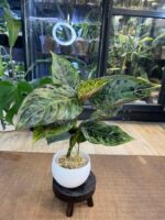 Aglaonema Red Army #1 - obrazek 4
