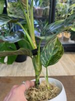 Aglaonema Red Army #1 - obrazek 5