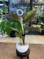 Aglaonema Red Army #1 - obrazek 6