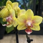 Phalaenopsis Optifriend Indy, elegancki storczyk o pastelowych, różowo-brzoskwiniowych kwiatach i zdrowych, ciemnozielonych liściach, luksusowa orchidea domowa o wysokiej trwałości, Variegarden