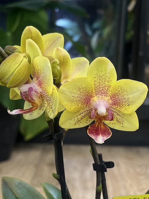 Phalaenopsis Optifriend Indy, elegancki storczyk o pastelowych, różowo-brzoskwiniowych kwiatach i zdrowych, ciemnozielonych liściach, luksusowa orchidea domowa o wysokiej trwałości, Variegarden Phalaenopsis Optifriend Indy, elegancki storczyk o pastelowych, różowo-brzoskwiniowych kwiatach i zdrowych, ciemnozielonych liściach, luksusowa orchidea domowa o wysokiej trwałości, Variegarden