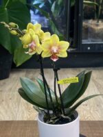Phalaenopsis Optifriend 'Indy' (Miniatura) /  Storczyk - obrazek 2