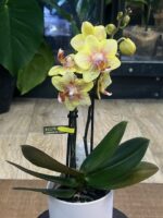 Phalaenopsis Optifriend 'Indy' (Miniatura) /  Storczyk - obrazek 3