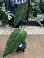 Anthurium Fort Sherman x X One variegata #2 - obrazek 2