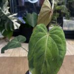 Anthurium Fort Sherman x X One variegata