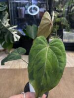 Anthurium Fort Sherman x X One variegata
