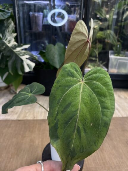 Anthurium Fort Sherman x X One variegata