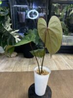 Anthurium Fort Sherman x X One variegata #2 - obrazek 3