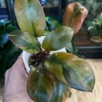 Philodendron Black Cardinal variegata #1