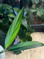 Epipremnum Amplissimum variegata #1 - obrazek 5