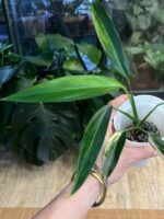Epipremnum Amplissimum variegata #1 - obrazek 6