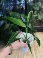 Epipremnum Amplissimum variegata #1