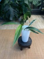 Epipremnum Amplissimum variegata #1 - obrazek 3