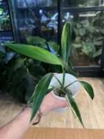 Epipremnum Amplissimum variegata #1 - obrazek 2