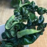 Hoya carnosa Compacta #1