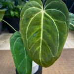 Anthurium Fort Sherman x X One variegata