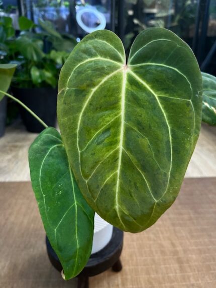 Anthurium Fort Sherman x X One variegata