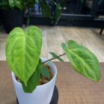 Anthurium Fort Sherman x X One variegata #3