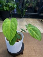 Anthurium Fort Sherman x X One variegata #3 - obrazek 5