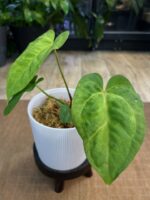 Anthurium Fort Sherman x X One variegata #3 - obrazek 3