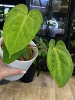 Anthurium Fort Sherman x X One variegata #3 - obrazek 2