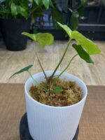 Anthurium Fort Sherman x X One variegata #3 - obrazek 4
