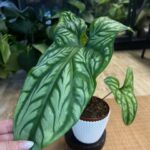 Cercetis Mirabilis #1