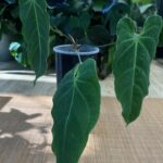 Anthurium Metallicum #1