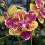 Storczyk Phalaenopsis Sogo Yellowtris Peloric, unikatowa odmiana o żółtych kwiatach z mutacją peloric, rzadka roślina kolekcjonerska o geometrycznym kształcie płatków, Variegarden.