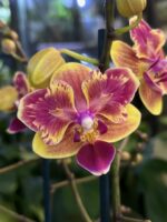 Storczyk Phalaenopsis Sogo Yellowtris Peloric, unikatowa odmiana o żółtych kwiatach z mutacją peloric, rzadka roślina kolekcjonerska o geometrycznym kształcie płatków, Variegarden.