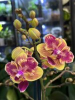 Phalaenopsis Sogo Yellowtris Peloric / storczyk z pędem terminalnym - obrazek 2