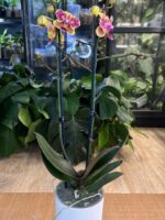 Phalaenopsis Sogo Yellowtris Peloric / storczyk z pędem terminalnym - obrazek 4