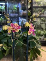 Phalaenopsis Sogo Yellowtris Peloric / storczyk z pędem terminalnym - obrazek 3