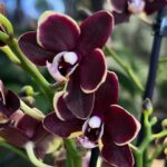 Phalaenopsis Taisuco Kobold / storczyk