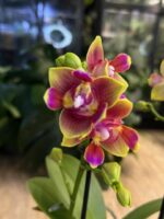 Phalaenopsis Peloric 3 Lips / storczyk intensywnie pachnący - obrazek 2