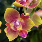 Phalaenopsis Peloric 3 Lips / storczyk intensywnie pachnący