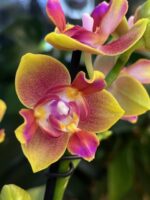 Phalaenopsis Peloric 3 Lips / storczyk intensywnie pachnący