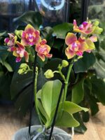 Phalaenopsis Peloric 3 Lips / storczyk intensywnie pachnący - obrazek 3