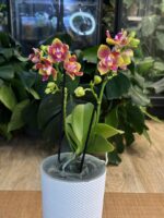 Phalaenopsis Peloric 3 Lips / storczyk intensywnie pachnący - obrazek 4