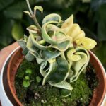 Hoya Compacta variegata #1
